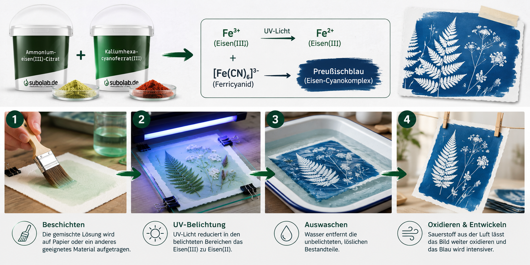 Cyanotypie chemisch erklärt – Beschichten, UV-Belichtung, Auswaschen und Oxidieren Infografik zur chemischen Funktionsweise der Cyanotypie mit Ammoniumeisen(III)-citrat und Kaliumhexacyanoferrat(III) sowie den vier Schritten Beschichten, UV-Belichtung, Auswaschen und Oxidieren bis zum fertigen Preußischblau-Druck.